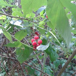 �������, �����������, 56 ���