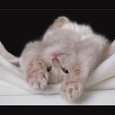 ���� �������, �������� - ��������� 6 ������ 2018