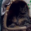 ���� �������, �����, 46 ��� - ��������� 28 ������ 2017 � ������ ���� ����������