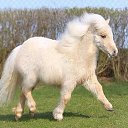 ���� Aleks, ����� ������� - ��������� 9 ���� 2018 � ������ �HORSES�
