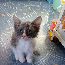 ���� ������, ���������, 53 ���� - ��������� 16 ������� 2018