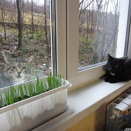 ���� �������, ��������, 47 ��� - ��������� 12 ����� 2018