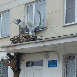 ����, �����������, 38 ���