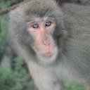 ���� �������, �����-���������, 25 ��� - ��������� 20 ���� 2018 � ������ ���� ����������