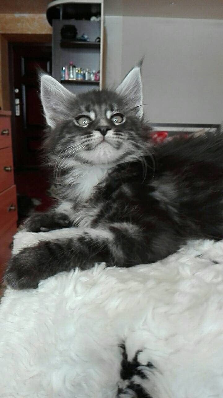 https://fs-play.com/away?to=/sl/YaB   - .89057429907.# #- #mainecoon #- ... - 6