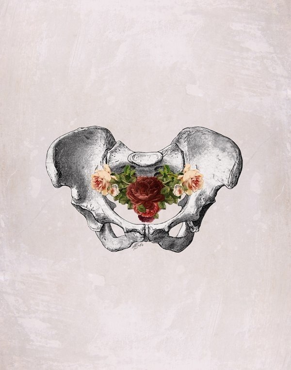   Anatomy & Roses (