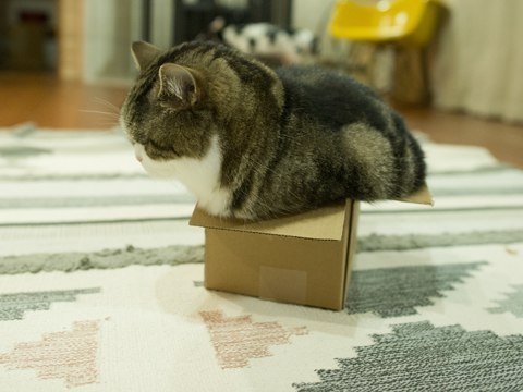 Вся жизнь - коробка, а ты в ней толстый котик - 3