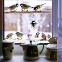 ���� �����, �����, 62 ���� - ��������� 8 ����� 2018 � ������ ������ ��������