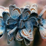 �����, , ������