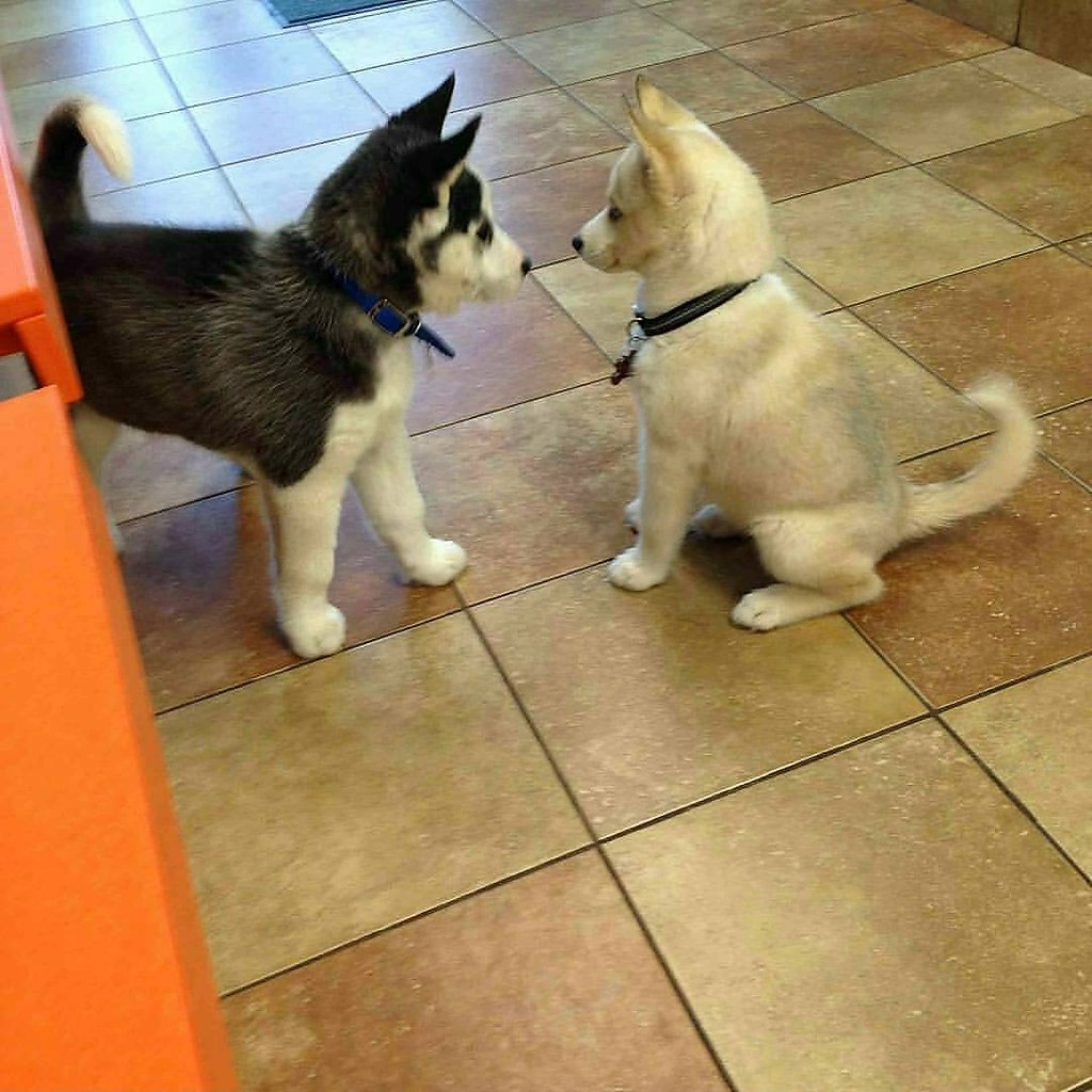   !      