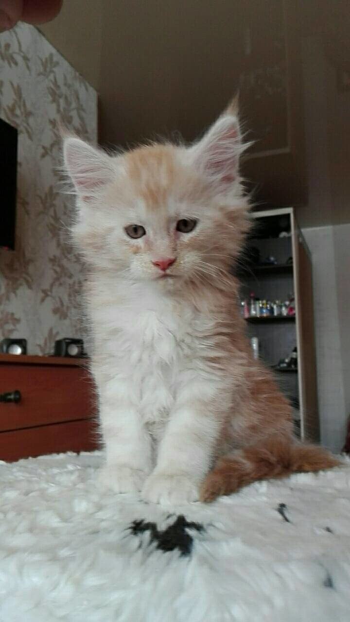 https://fs-play.com/away?to=/sl/YaB   - .89057429907.# #- #mainecoon #- ... - 9