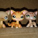 ���� Sara Lps, ����, 22 ���� - ��������� 13 ������ 2018 � ������ ���� ����������