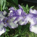 ���� ������, ���� - ��������� 25 ������ 2017 � ������ ���� ����������