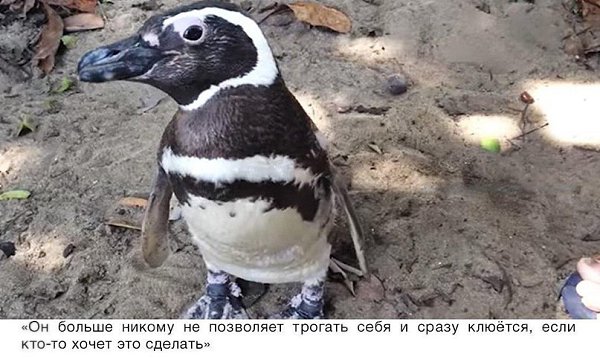 Пингвин проплывает 8,000 км каждый год, чтобы увидеть человека, который спас ему жизнь. - 5