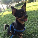 My dog. He is MAX :) �� ������� ���� ����������