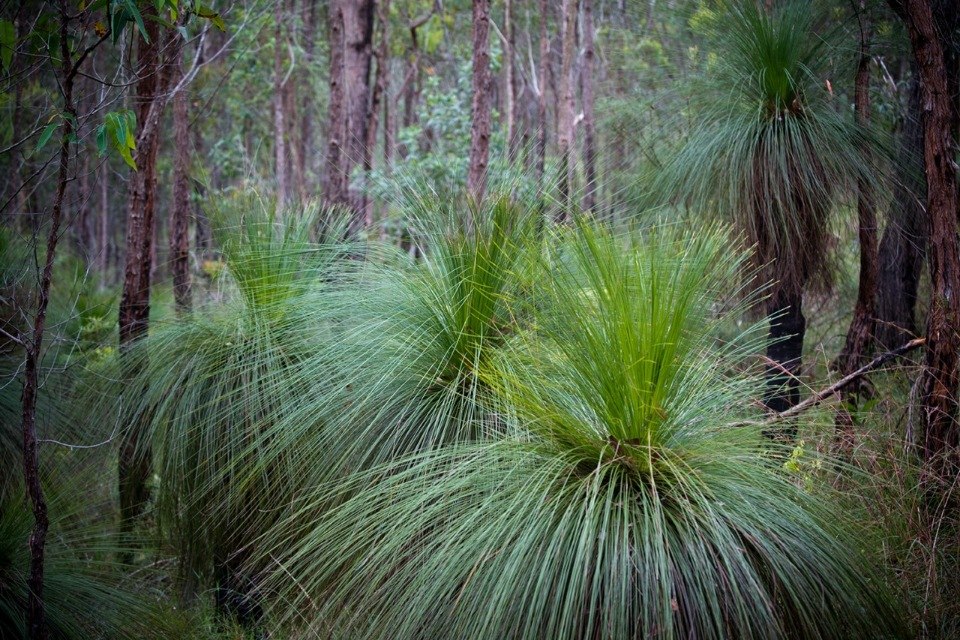 �������� ������ ���������� (Xanthorrhoea Grass Trees). ��� ������� ���������� �������� ������� ... - 23