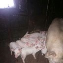 ���� ��������, �����, 68 ��� - ��������� 9 ������ 2018 � ������ ���� ����������