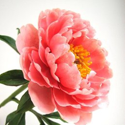 ���� �����, ��������� - ��������� 14 ���� 2018