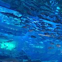 ���� ����, ������������, 55 ��� - ��������� 11 ����� 2018 � ������ ���� ����������