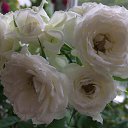 ���� ��������, �����, 60 ��� - ��������� 1 ���� 2018 � ������ ���� ����ۻ