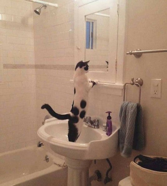 CATS OF ALL - 11  2018  23:45