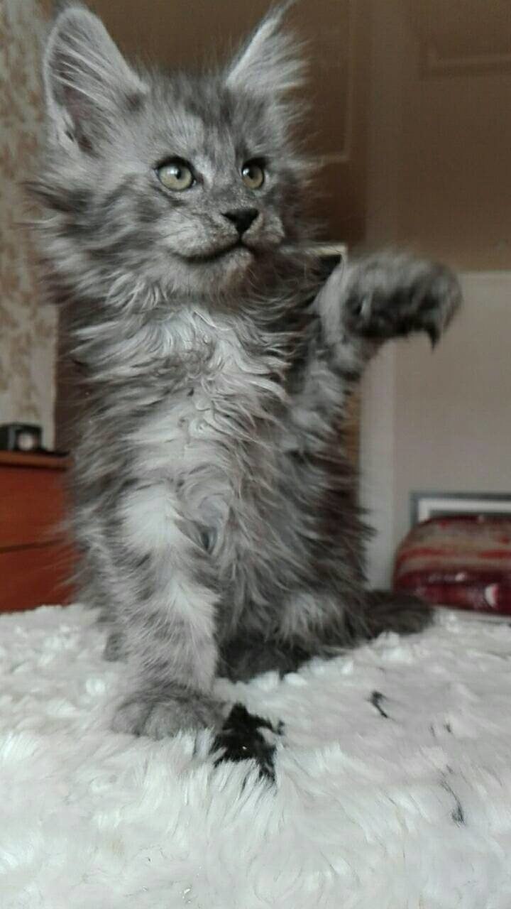 https://fs-play.com/away?to=/sl/YaB   - .89057429907.# #- #mainecoon #- ... - 7