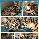 ���� ������, �����, 54 ���� - ��������� 22 ������ 2018 � ������ ���� ����������