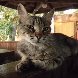 �������, ������, 48 ���