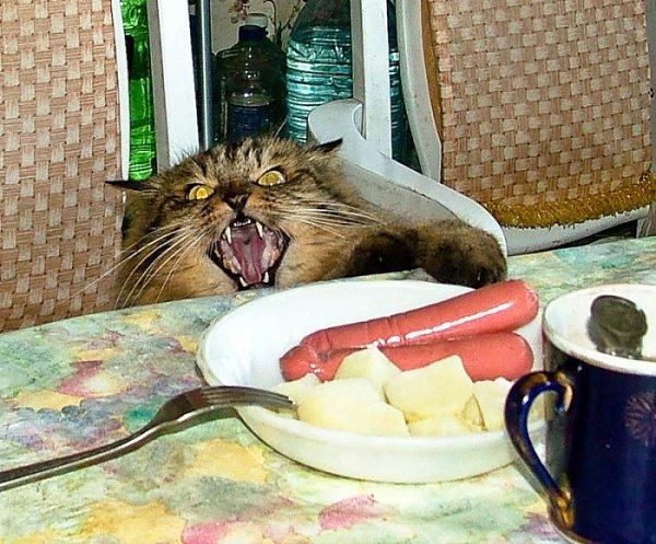 дегустация....они сделаны не из мяса...караул украли мясо..