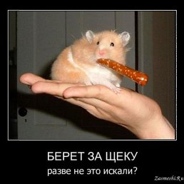 ������ �����, �����-���������, 52 ����