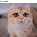 ���� ����, �����, 38 ��� - ��������� 20 ������ 2018 � ������ ���� ����������