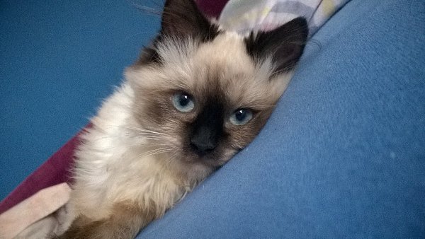 #Безкота_добро.Раз тут уже заговорили о гималайских)Котю нашли на мусорке. У месячного котенка было ... - 7