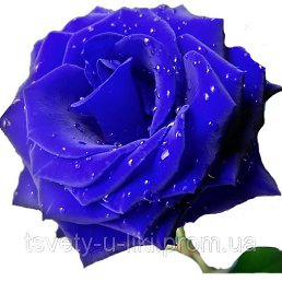 ����, ����