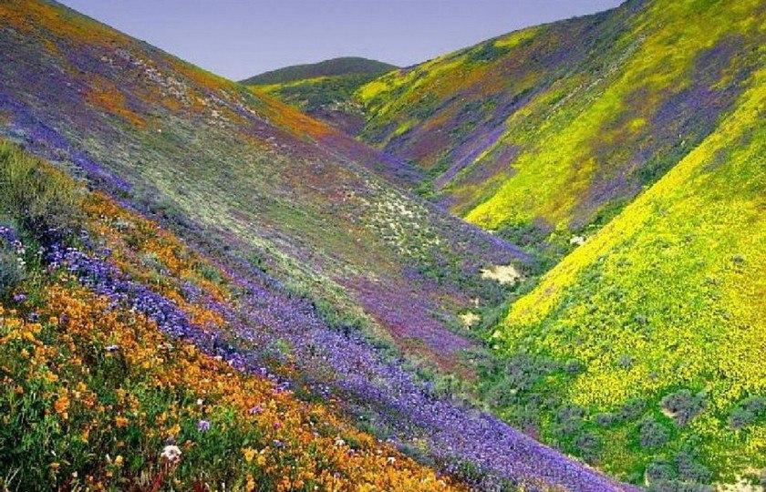  ,  Valley of Flowers        .. ...