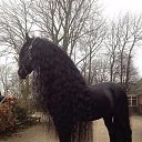 ���� Aleks, ����� ������� - ��������� 9 ���� 2018 � ������ �HORSES�