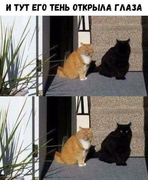 CATS OF ALL - 13  2018  15:18