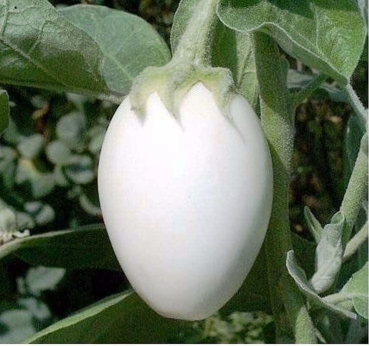  . - 4