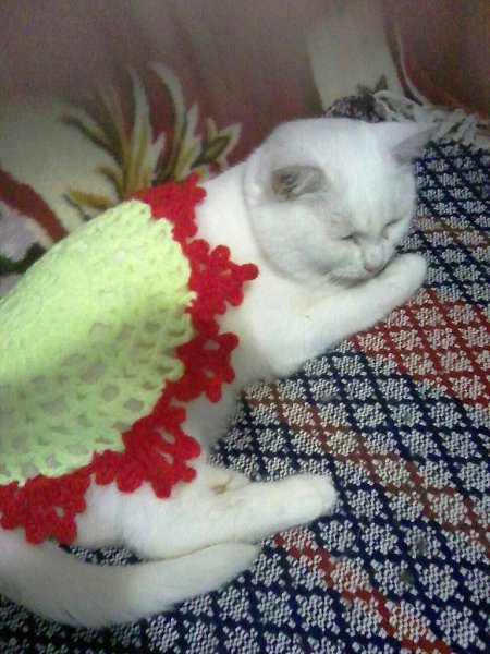 #Безкота_добро.В прошлом году, в канун Нового года у нас под крыльцом поселился этот замечательный ... - 4