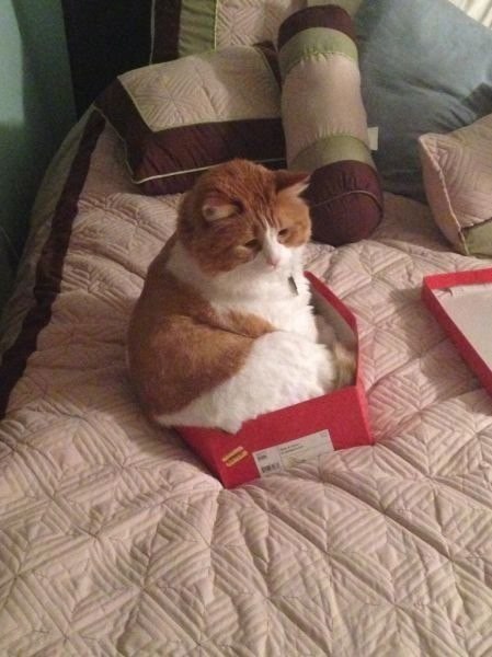 Вся жизнь - коробка, а ты в ней толстый котик - 4