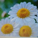  ***Oxana***, -- -  17  2018    
