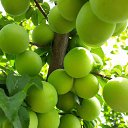 ���� �������, ���������, 38 ��� - ��������� 19 ���� 2018 � ������ ���� ����������