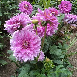 ����, �����, 56 ���