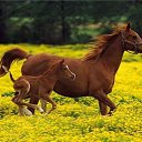 ���� Aleks, ����� ������� - ��������� 9 ���� 2018 � ������ �HORSES�