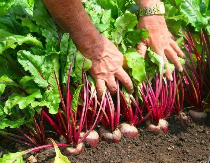 ,  ,     BioGrow Plus https://fotostrana.ru/away?to=/sl/0UQ .   ... - 6