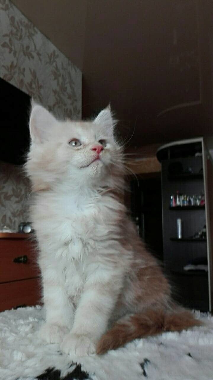 https://fs-play.com/away?to=/sl/YaB   - .89057429907.# #- #mainecoon #- ... - 8