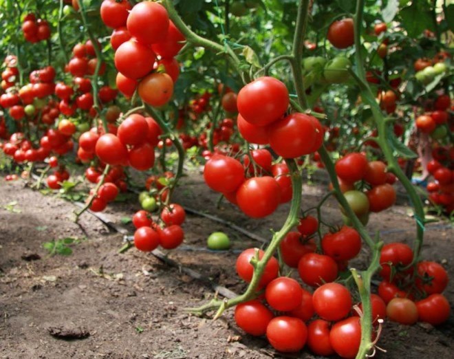 ,  ,     BioGrow Plus https://fotostrana.ru/away?to=/sl/0UQ .   ... - 4
