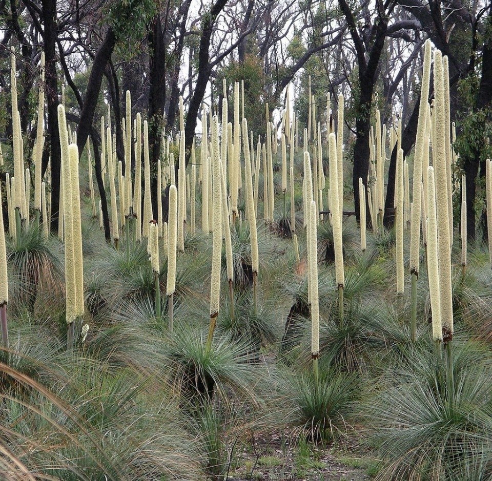 �������� ������ ���������� (Xanthorrhoea Grass Trees). ��� ������� ���������� �������� ������� ... - 22