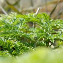 ���� ������, ������-��-����, 46 ��� - ��������� 9 ������ 2018 � ������ ������ ��������