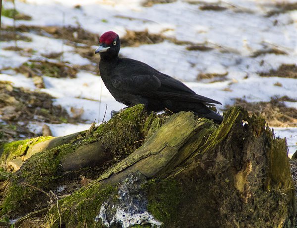 �������� ������ - 18 ������ 2018 � 04:00