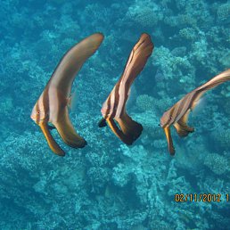 ������, ������ ��������, 55 ���